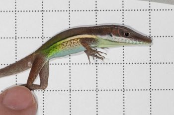 Media type: image;   Herpetology R-189493